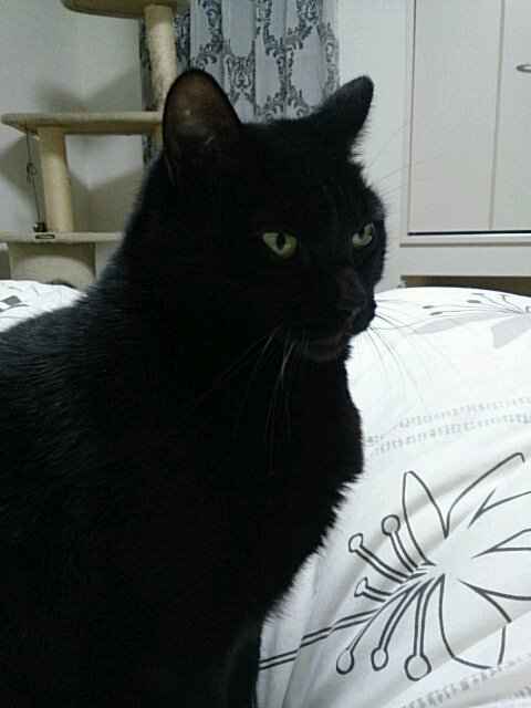 stonko316's profile picture. 北摂在住のセレッソサポーター。猫とお酒とセレッソが大好き！大音量のパワーホールで毎日出勤中！