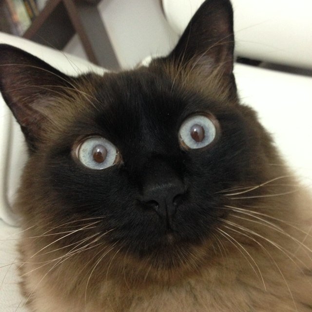 wilsonzanetti Profile Picture