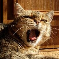 Mikołaj Dądela (@mik01aj) 's Twitter Profile