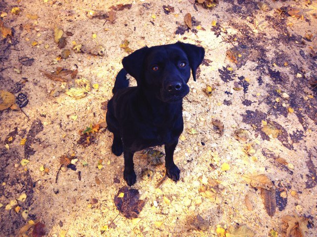 Soil Sampling, F1, Photography, and life with my amazing lady, pony and new black lab bailey