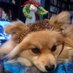 KawaiiCrochet.com (@kawaii_crochet) Twitter profile photo