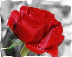 minikdualar2's profile picture. 