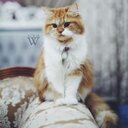 حسان الرشيد (@11aooa1237) Twitter