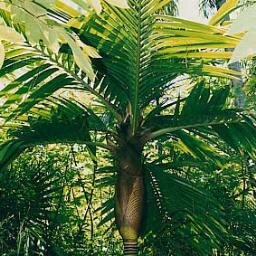 Palmeras y temas de naturaleza.
Palm trees and more.