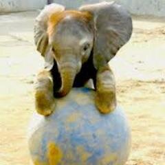 protectthetusk's profile picture. The African elephants, once the pride of the African plains, now border on extinction due to poaching. Follow and we'll keep you updated on how you can help!