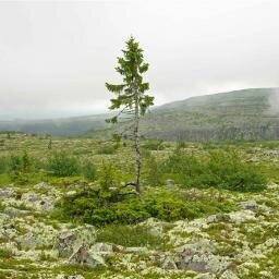 PiceaP's profile picture. Productora de contenidos en Sustentabilidad.