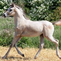 Stud for straight Egyptian Arabians and purebred Arabians