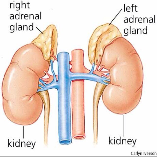 Adrenal Fatigue - a collection of signs and symptoms, known as a syndrome, that results when the adrenal glands function below the necessary level.