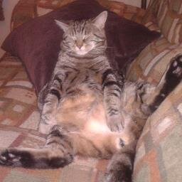 Cat Therapist, Food Junkie, Movie Maven