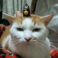 ラチママ (@lachio14) Twitter profile photo