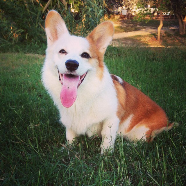 Instagram: @Kaithecorgi
