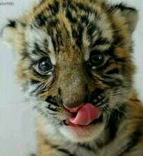 Un resumen de mí? ~ I LOVE ANIMALS~