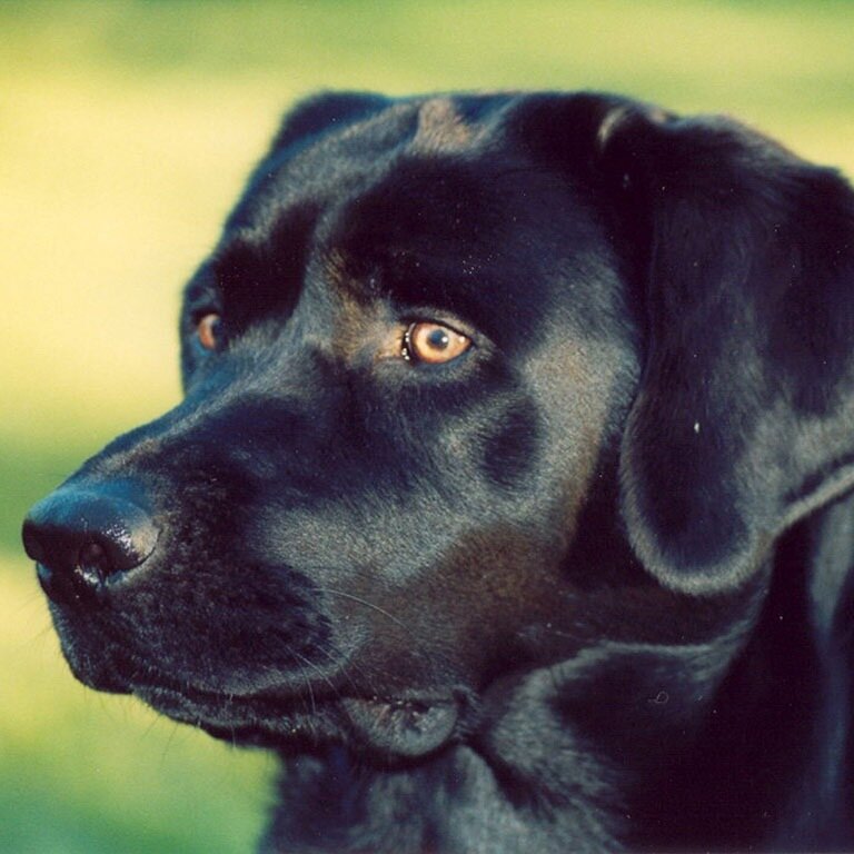 vseprosobakru's profile picture. Новости сайта http://t.co/Io0uyAZxBH
Информация о здоровье, содержании и дрессировке собак.