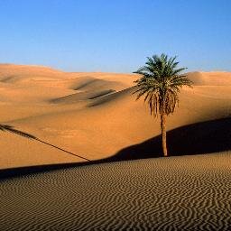 desertdunecomic Profile Picture