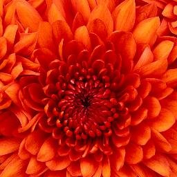 1124jill's profile picture. 