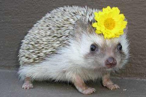 AmySweens's profile picture. Middle School Instructional Facilitator with a love for biology, nerdy science movies/tv shows, and of course, Hedgehogs!
