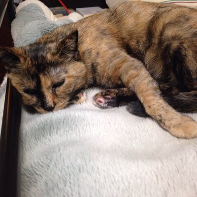 不真面目なくそやろう