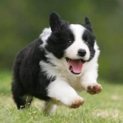 Sometimes I get a photo of the dog. Sometimes I know only that I saw a dog.