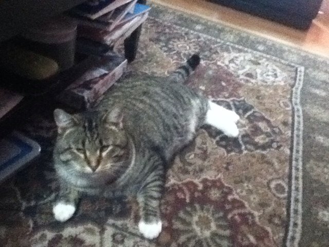 Hey i am Caroline I have a youtube channel the only pets i have are cats but, I           
Would like to have all kind of pets