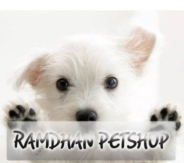 dog & cat food,asesoris,vitamin,grooming,clinic. https://t.co/ZpYZ99P6YM ORDER/CALL :082231502305, pin: 767BDC3C,