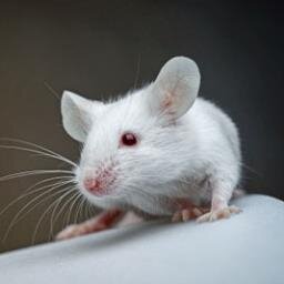 little white mouse thinkingmouse twitter