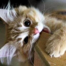 Amor infinito por los animales. Fan de #TWD