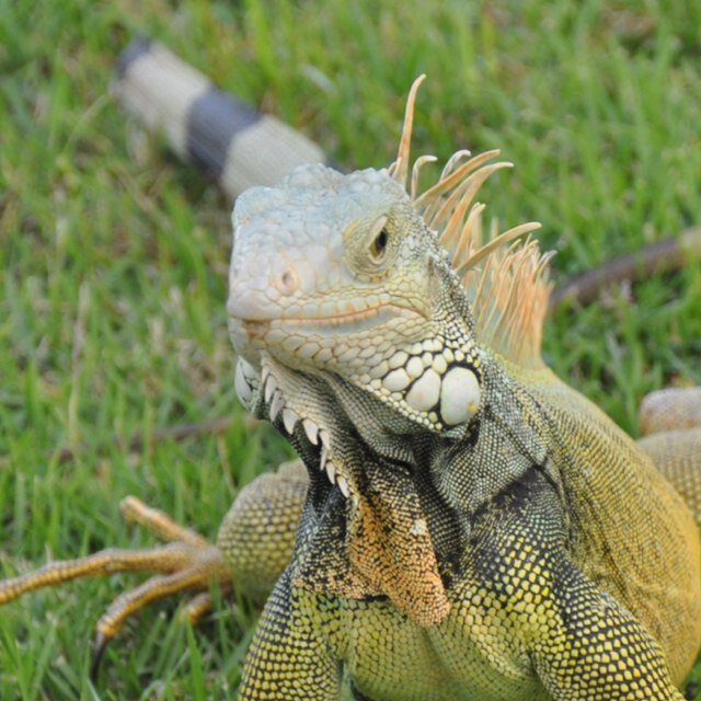 cvmerritt's profile picture. 