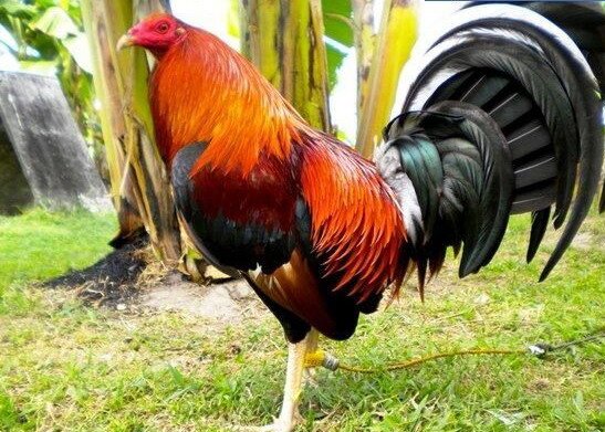 Gambar Ayam Hutan Malaysia Gambarrrrrrr Gambar Ayam Hutan Malaysia Gambarrrrrrr