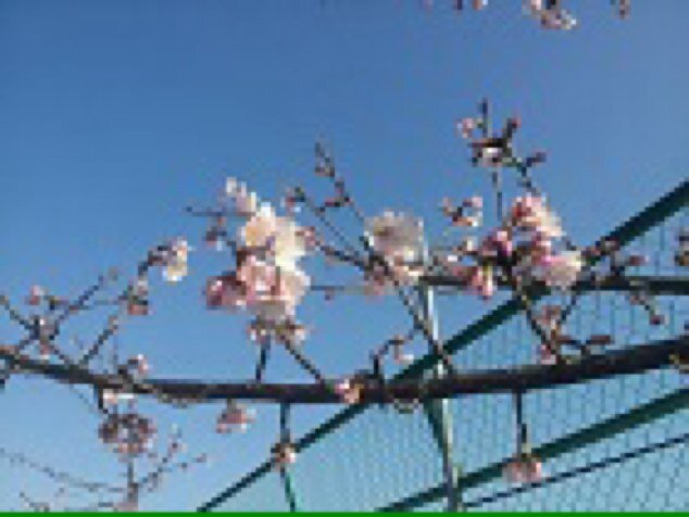 桜の季節が大好き。 趣味はマラソン。 主に天気と空とお花と綺麗な写真をリツイート。 写真は全てスマホ(iPhone15Pro)撮り。他にも映画、音楽、漫画、アニメ、バイク、お酒等(^^;; 無言フォローご容赦くださいm(_ _)m ヘッダー画像は冬狐様から@FullmoonLua