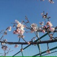 桜小路 (@kouji1425) 's Twitter Profile Photo
