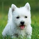 shirley suarez - @kpeluchin - Twitter