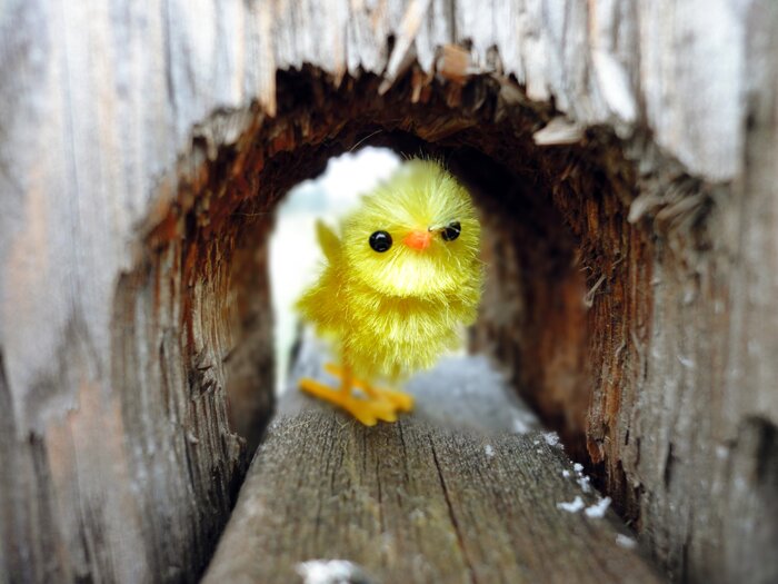 Pecking_Orders's profile picture. Life told by a miniature toy chicken traveling all over the world. Obviously.
