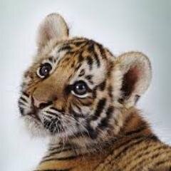 @AustinMahone's official pet tiger. lol. Austin didn't name me yet so call me Mr. Cuddles. RAWR. (@AmeezyHeartKat)