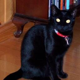 Novelist, 13 novels published.Also write non fiction as Ann Walker. Link to these books from web site.  Ann Walker. http://t.co/FPbUJ6wPXn.  POWER OF THE CAT