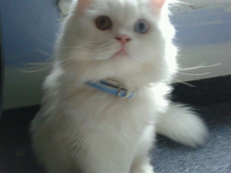 AshirahIbrahim's profile picture. PERSISTENCE