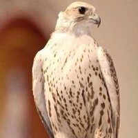 كامل الوصايف (@1_asd116) 's Twitter Profile