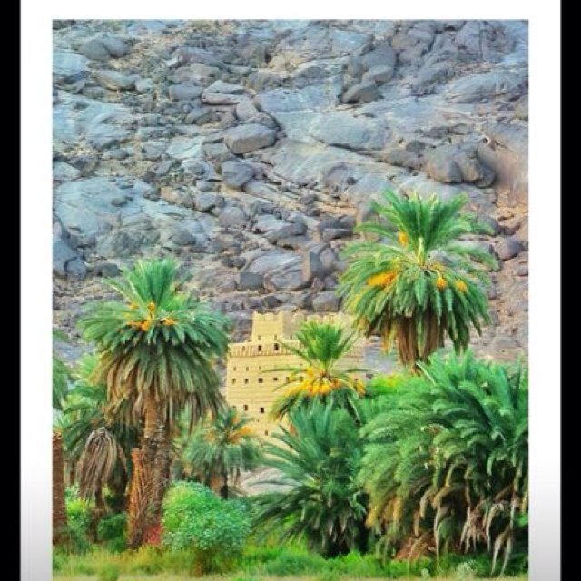 بلياش يا نجران عمري هدر وبلاش
متئ مركب البحار يرسي علئ بره
توادعت منه موادع الطير من الاعشاش
 توادع منه وذا الموادع كفي شره