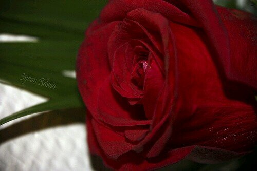 ‏‏لآ آرِيدُ شَيء مِن حَيآآتِي سِوَى آن آكُون
ذِكرَى جَمِيلَة فِي حَيآآة كُل آنسَآآن تَشرّفتُ بِمَعرِفَته ♡                           المدينه المنوره ُ
