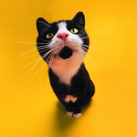 jemjail (@jemjail) 's Twitter Profile