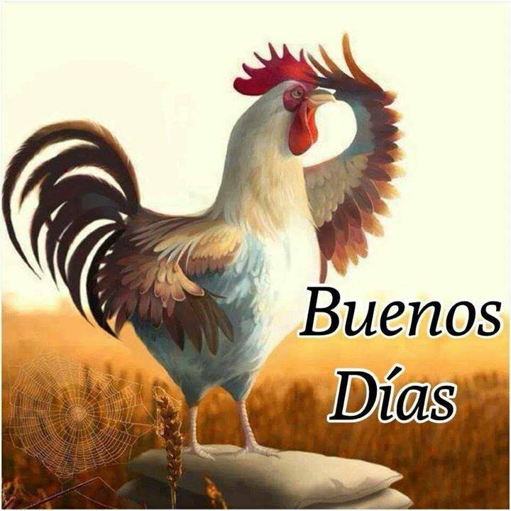 chipula50's profile picture. director general de mi vida privada