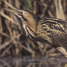 yeahbitterns's profile picture. here to make you think about death and get sad and stuff