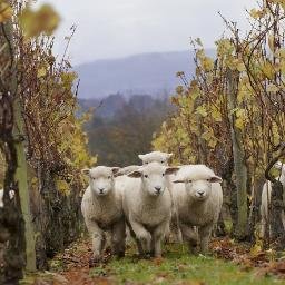 Towards a TRACTORLESS VINEYARD embraces a combination of old world knowledge and skills with new world techniques all guided by Biodynamic principles