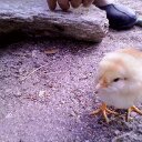 emrekılcı (@09Emrcm) Twitter