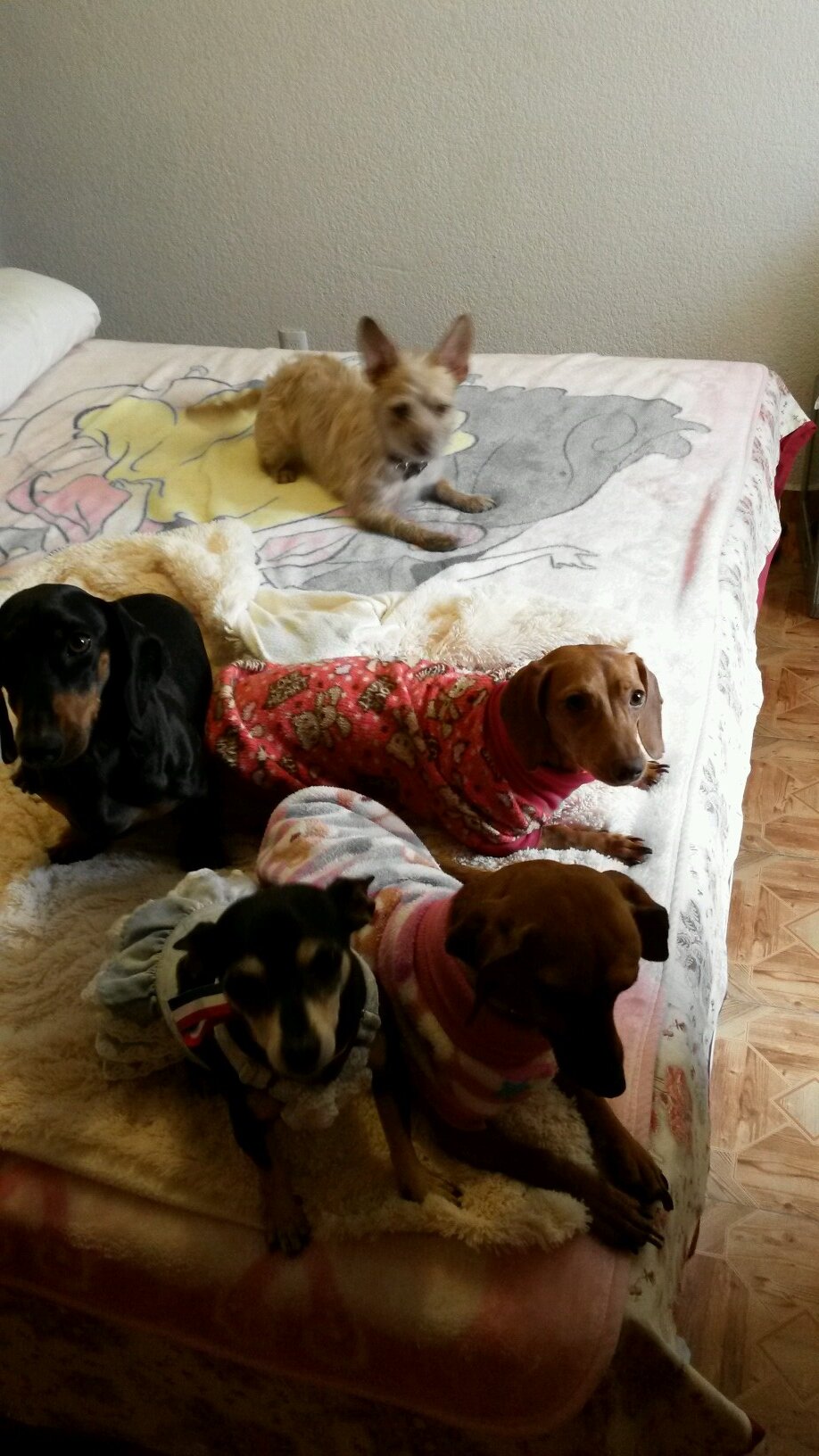 MI PASIÓN?? LOS ANIMALES!!!