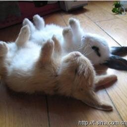 かわいい動物をあつめたbotです、楽しんで下さい。可愛いいと思ったらリツィートお願い！！