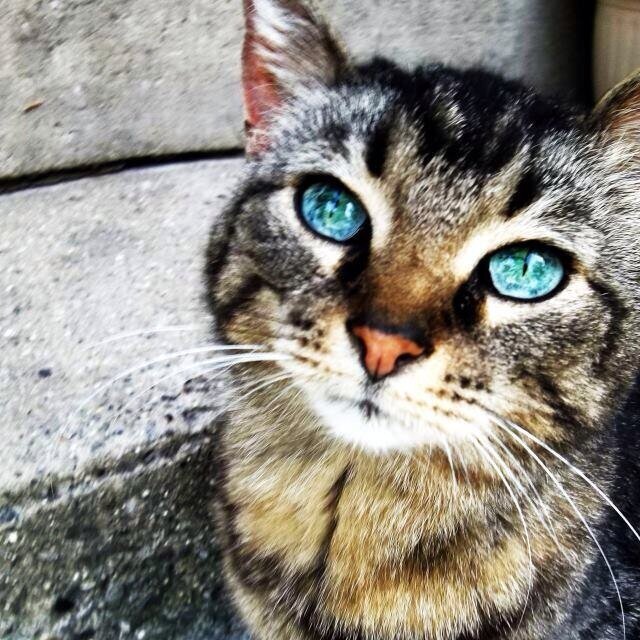 旭川 ララ桜桃 シナモンロール 
今はjouetieが1番すき！お洋服とか高カロリーなものとか長毛の猫とか！シナモンたっぷりのアップルパイが食べたいお年頃！