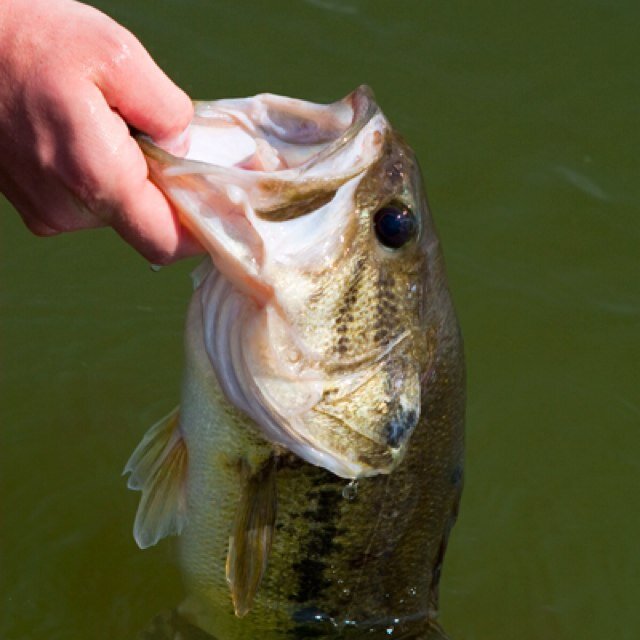 We love catching bass as well as other freshwater species. Follow the Bass Fishing Fanatics Facebook page for photo updates.