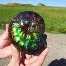 Ammolite is a vibrant, colourful gemstone from fossilized mother-of-pearl Ammonites.