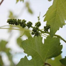 Small family winery in the Ribera del Duero, elaborated with great care and love for land🍷🍷
Bodega familiar en la Ribera del Duero, con gran amor por la tierra