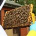 East Lancs Bees 🐝 (@eastlancsbees) Twitter profile photo